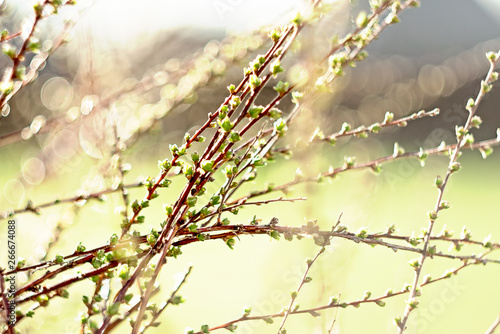 spring branches on a tree with swollen buds and small green leaves, selective focus, bokeh, soviet lens Helios 44-2
