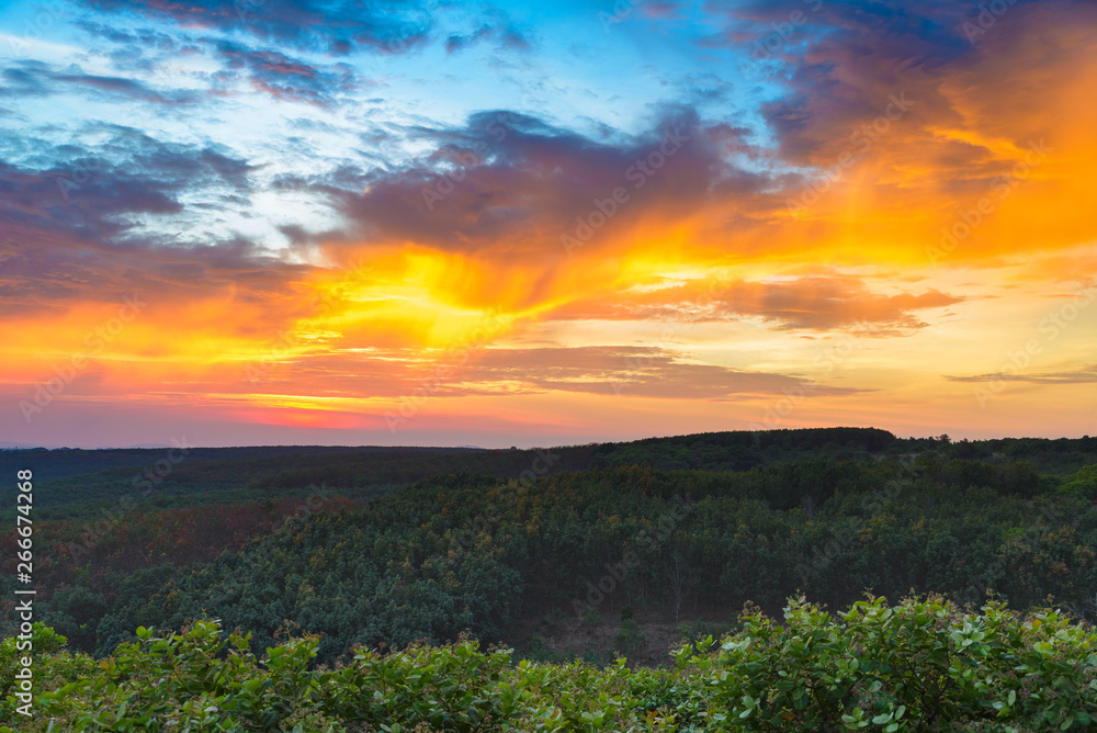 Sunset over rubber cashew trees industrial plantation agriculture in Banlung, Ratanakiri, East Cambodia