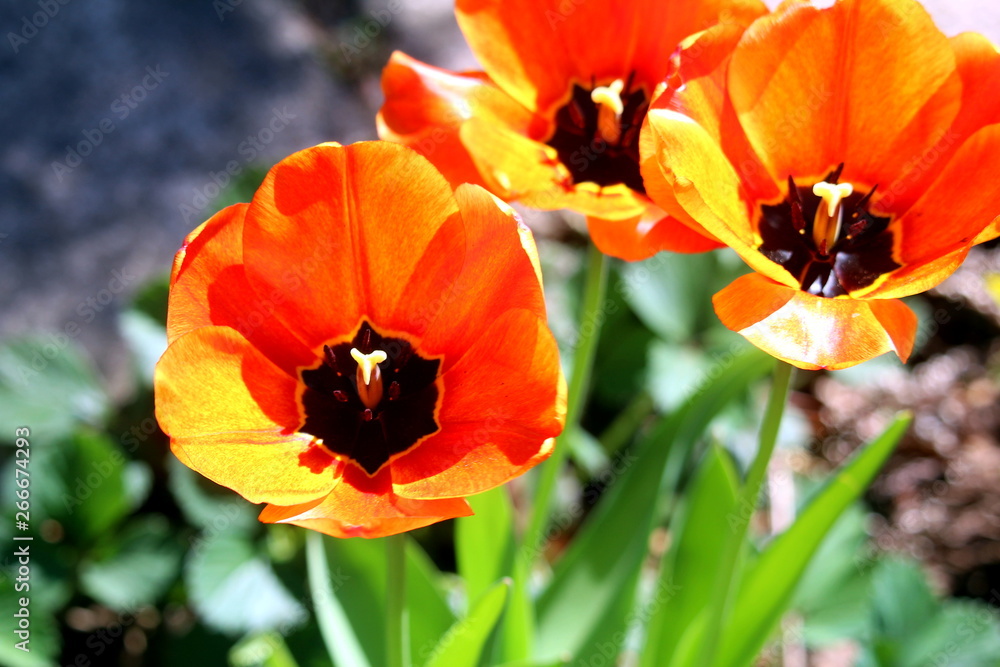 Obraz premium Tulpen