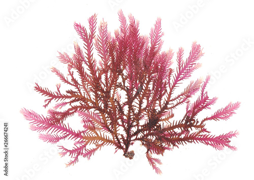 Obraz na plátně Pressed beautiful red rhodophyta seaweed