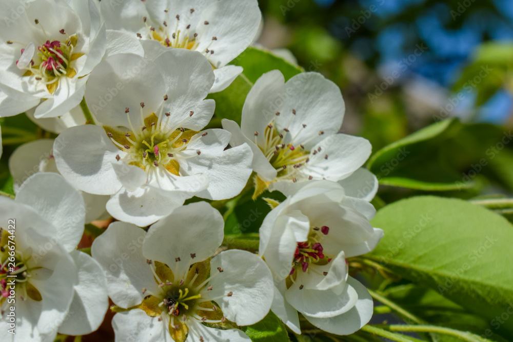Fototapeta premium Beautiful Pear Blossom. Pear tree in early spring