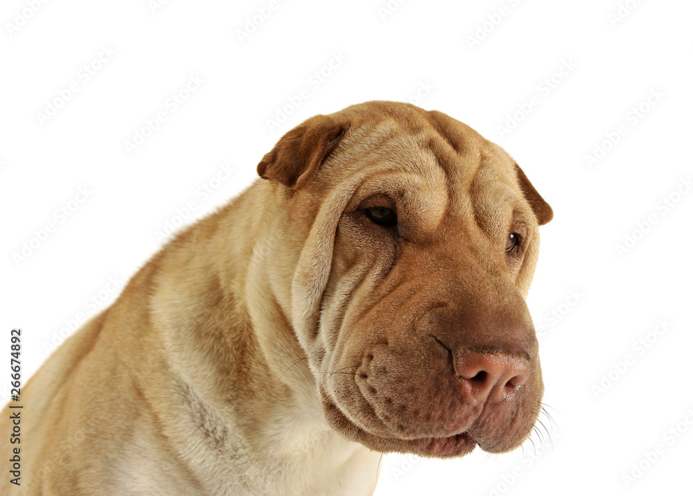 Portrait of an adorable Shar pei looking curiously Portrait of an adorable Shar pei looking curiously