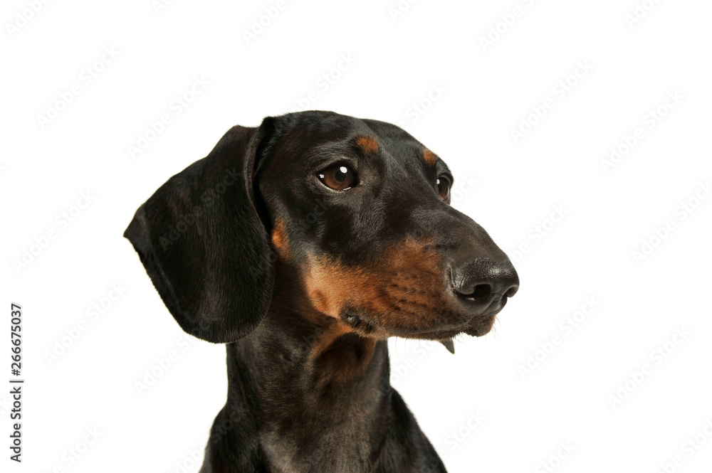 Portrait of an adorable black and tan short haired Dachshund looking curiously