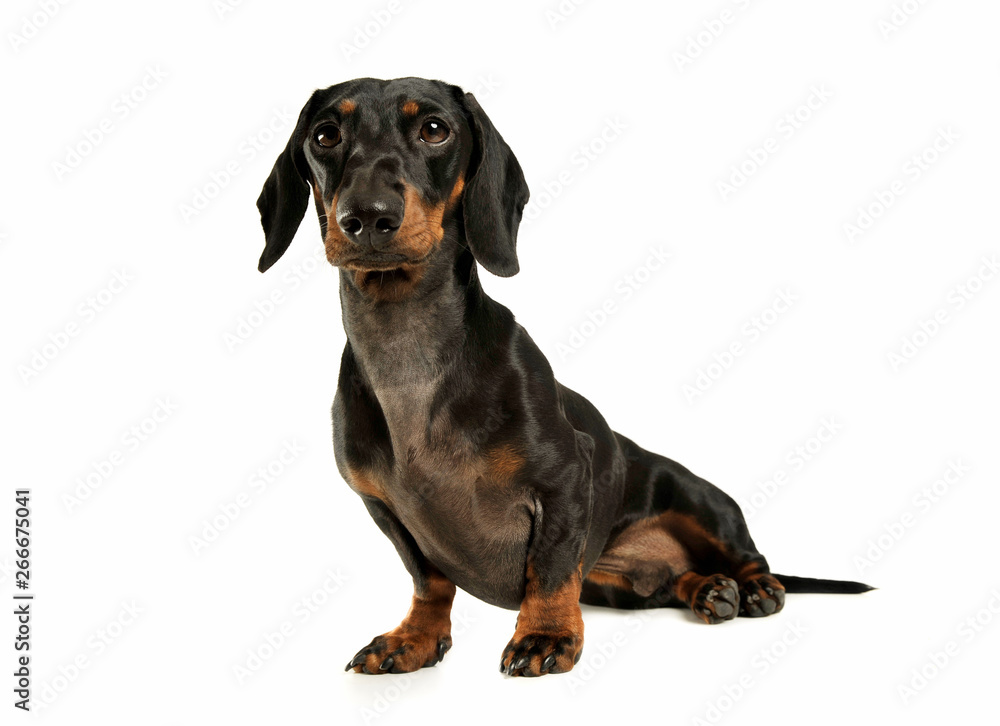 Studio shot of an adorable black and tan short haired Dachshund looking curiously at the camera