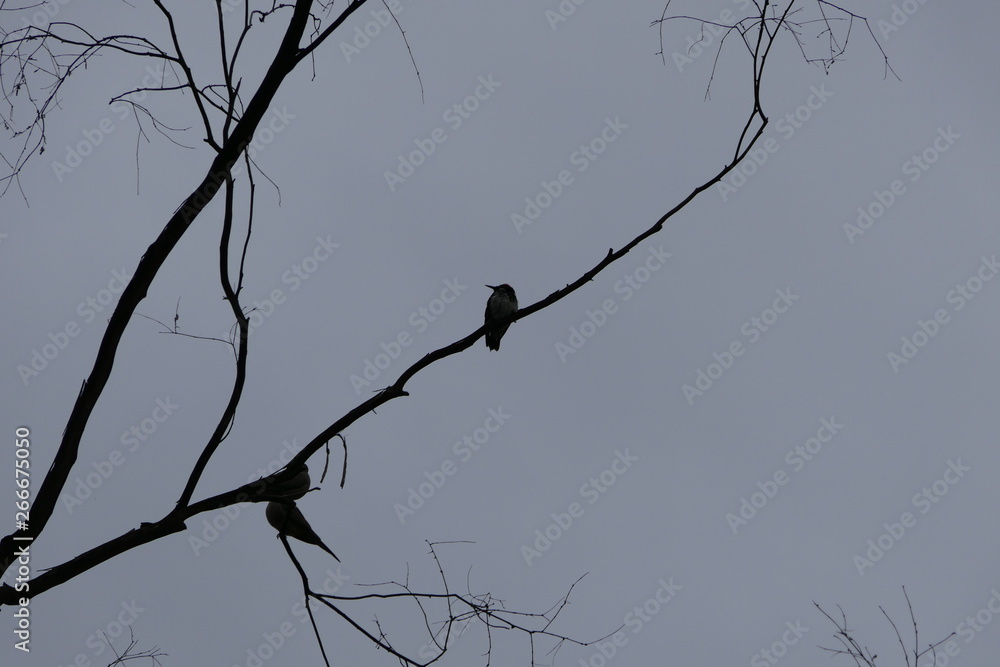 silhouette of tree with birds in the sky silhouette of tree with birds in the sky