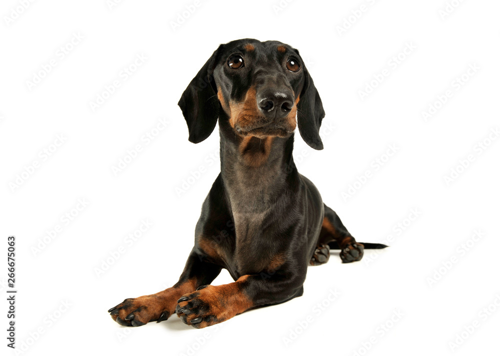 Studio shot of an adorable black and tan short haired Dachshund looking up curiously