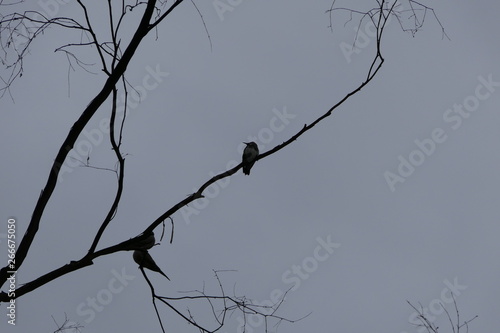 silhouette of tree with birds in the sky