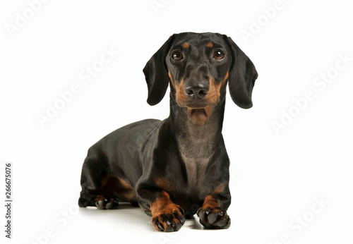 Studio shot of an adorable black and tan short haired Dachshund looking curiously at the camera © kisscsanad