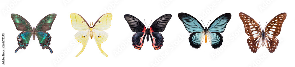 Fototapeta premium Set of beautiful and colorful butterflies isolated on white.