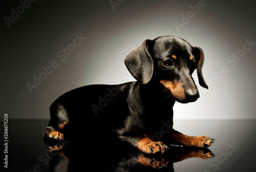 Studio shot of an adorable black and tan short haired Dachshund looking sad