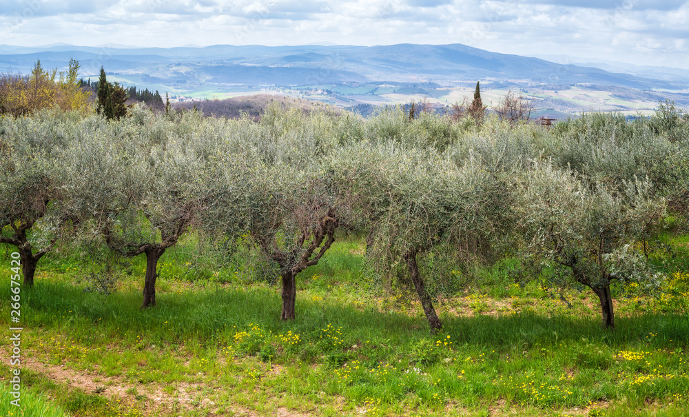 Spring in Tuscany / Beautiful morning landscape of Olive trees plantation in spring time