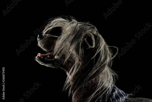 Portrait of an adorable Chinese crested dog looking up curiously © kisscsanad