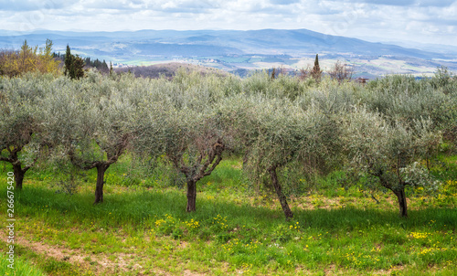 Spring in Tuscany   Beautiful morning landscape of Olive trees plantation in spring time