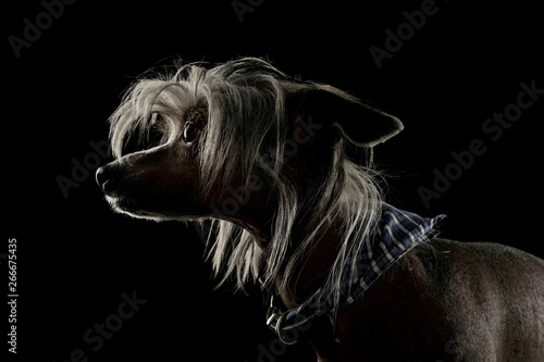 Portrait of an adorable Chinese crested dog looking curiously © kisscsanad