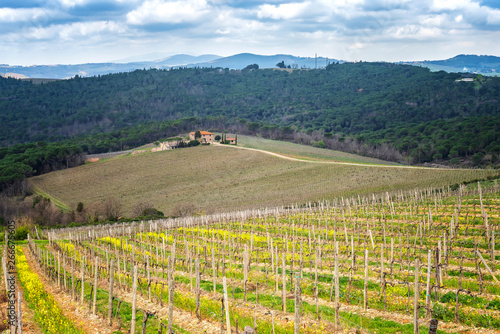 Wallpaper Mural Spring in Tuscany / Amazing Tuscany landscape with green rolling hills, olive trees, vineyards and farm houses Torontodigital.ca
