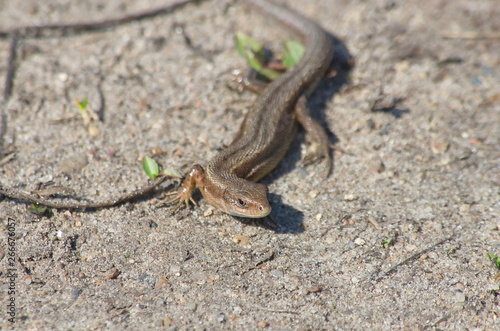 Lizard viviparous in early spring. Zootoca vivipara.