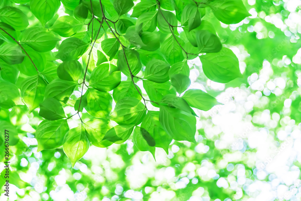 Fototapeta premium 新緑イメージ