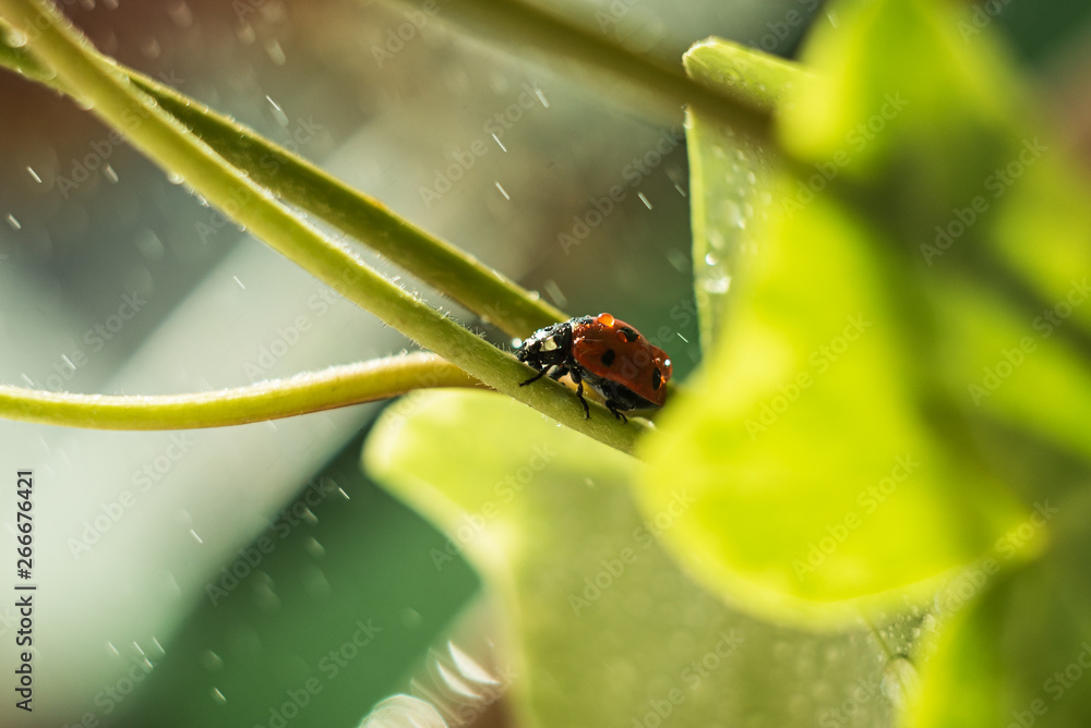 ladybug on a green leaf, macro photography, close-up plan, plant geranium and insect ladybug on a green leaf, macro photography, close-up plan, plant geranium and insect