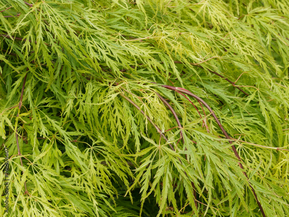 Acer palmatum dissectum flavescens. Erable vert du japon à feuilles laciniées Acer palmatum dissectum flavescens. Erable vert du japon à feuilles laciniées