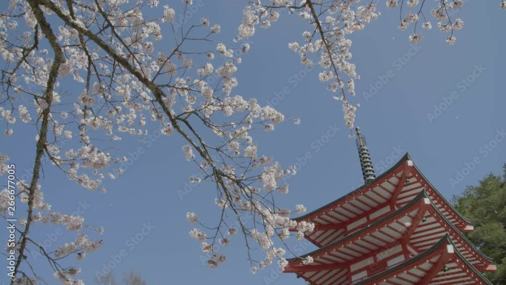 Cherry Blossoms to a Pagoda in the Sunshine A Cherry Blossoms to a Pagoda in the Sunshine A