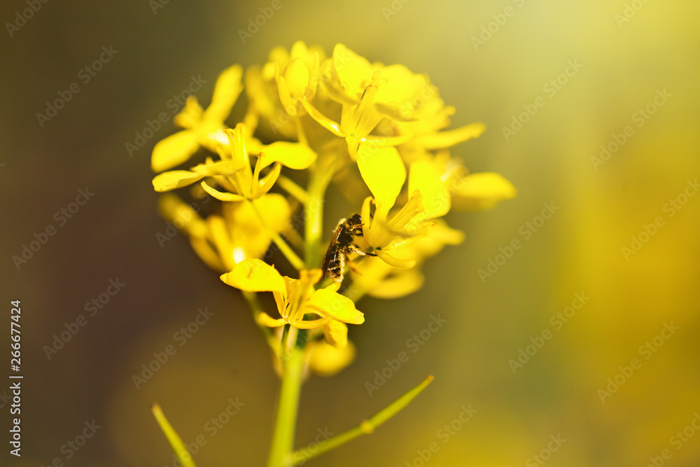 Beautiful fields of Bright yellow wild flowers. Summer. Winter cress. Barbarea. Beautiful fields of Bright yellow wild flowers. Summer. Winter cress. Barbarea.