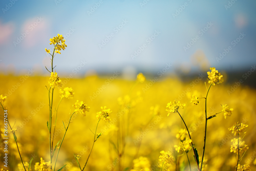 Beautiful fields of Bright yellow wild flowers. Summer. Winter cress. Barbarea. Beautiful fields of Bright yellow wild flowers. Summer. Winter cress. Barbarea.