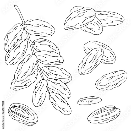 Date fruit graphic set black white isolated sketch illustration vector