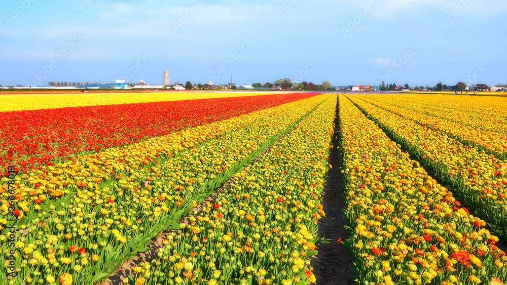 Fototapeta premium Colorful flower fields in Holland