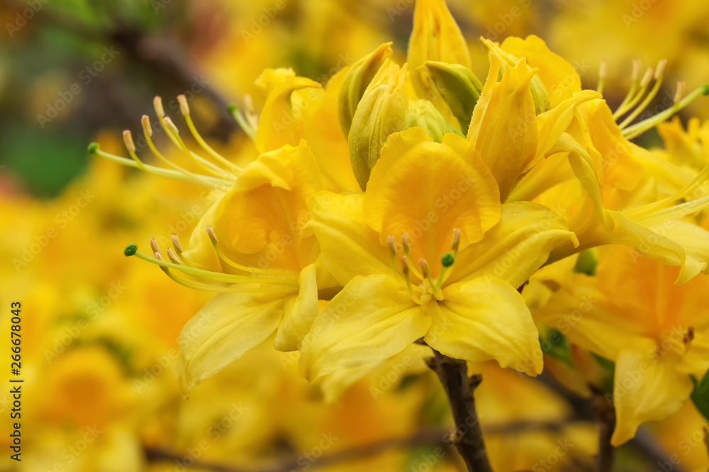 Obraz premium Beautiful spring flowers on rhododendron
