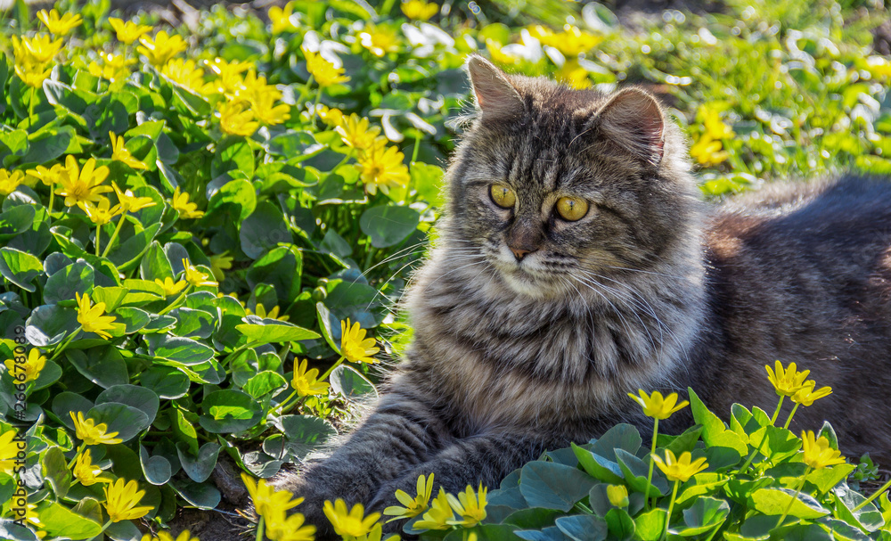 Portrait of fluffy gray cat. Cute cat in flower bed.