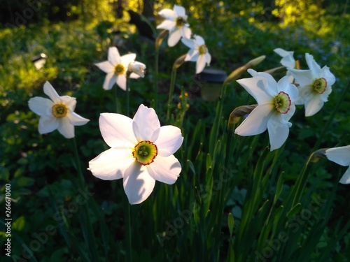 daffodils in the spring garden