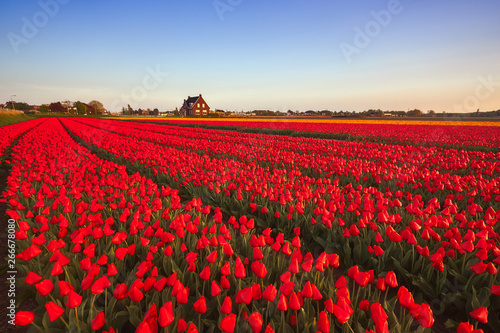 Red tulip field in Holland with a house at the background