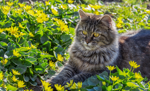 Obraz na płótnie Portrait of fluffy gray cat. Cute cat in flower bed. w salonie