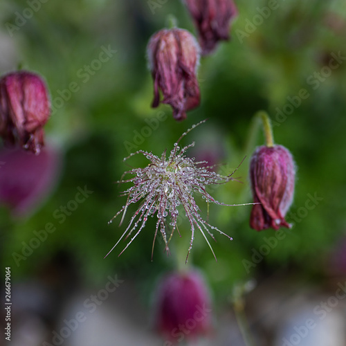 seed of a pasque flower wetted with dew drops among closed buds photo