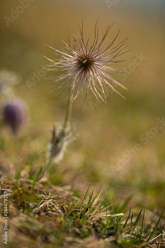 seed of a pasque flower