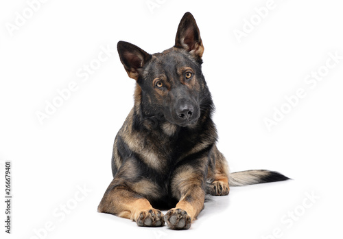 Photography Studio shot of an adorable German Shepherd dog looking curiously at the camera