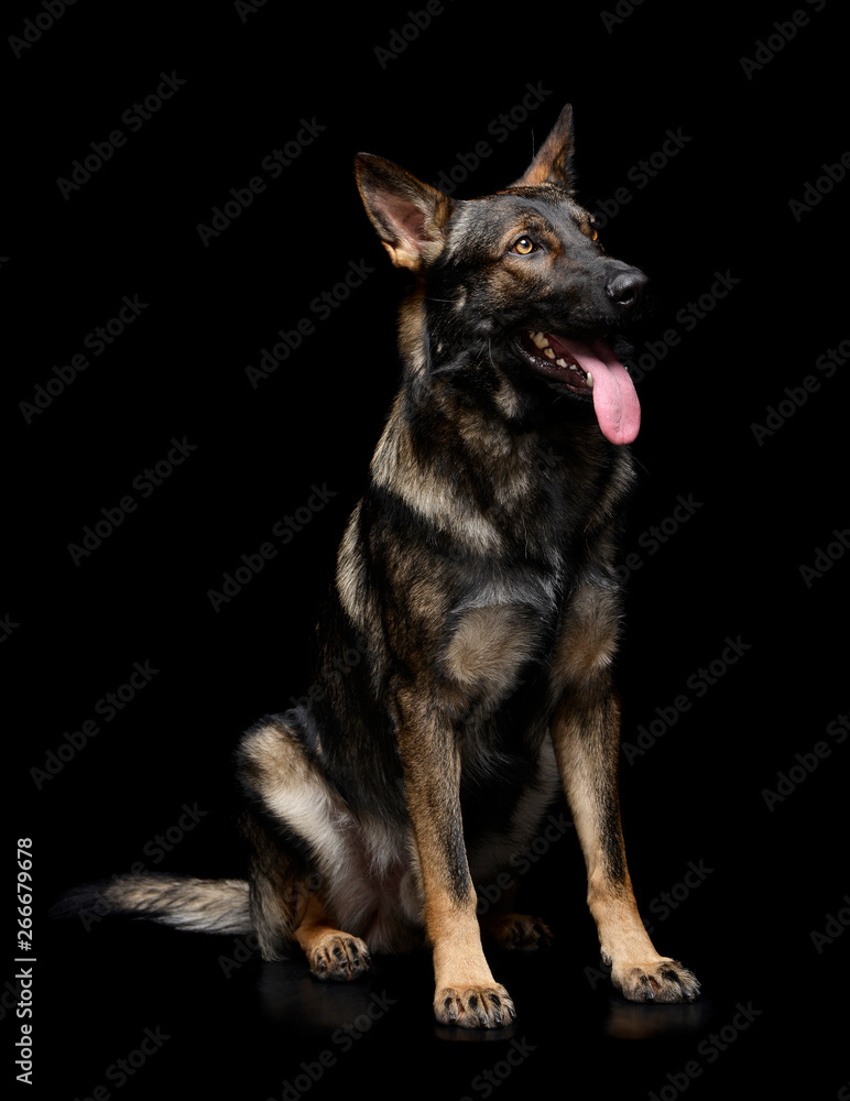 Studio shot of an adorable German Shepherd dog looking satisfied