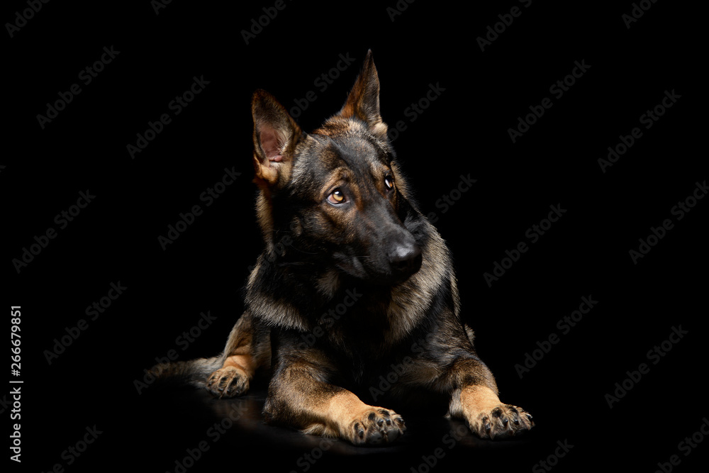 Studio shot of an adorable German Shepherd dog seems frightened