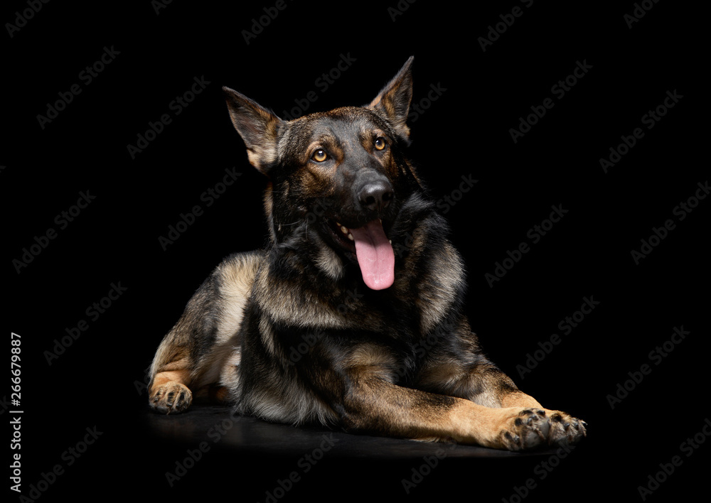 Studio shot of an adorable German Shepherd dog looking satisfied Studio shot of an adorable German Shepherd dog looking satisfied