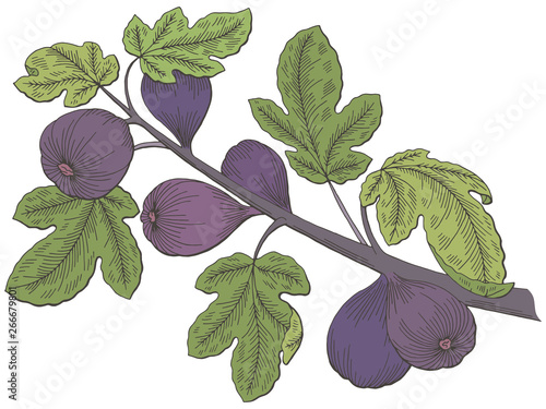 Fig graphic tree color branch isolated sketch illustration vector