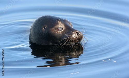 Photography The Ladoga ringed seal swimming in the water