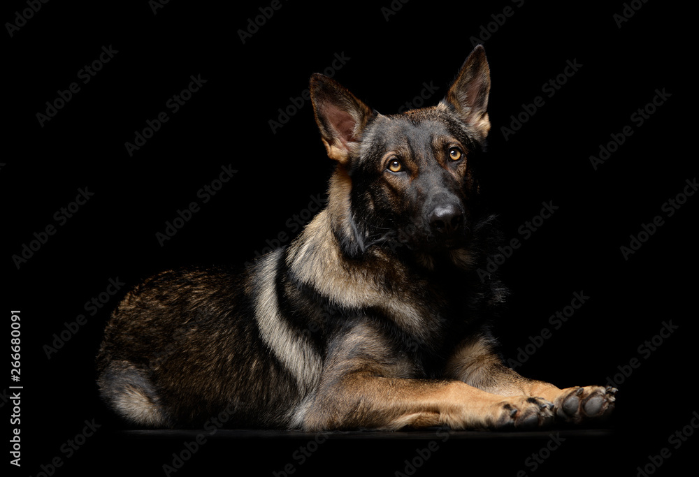 Studio shot of an adorable German Shepherd dog looking curiously at the camera