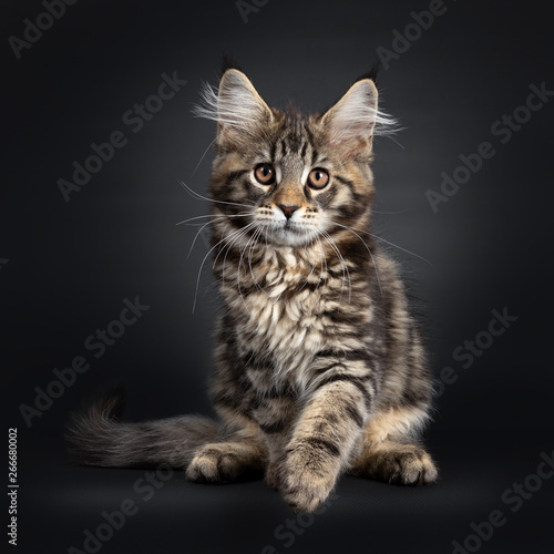Cute black tabby Maine Coon kitten, sitting facing front. Looking at lens with brown eyes. Isolated on black background. Front paw playful in air.