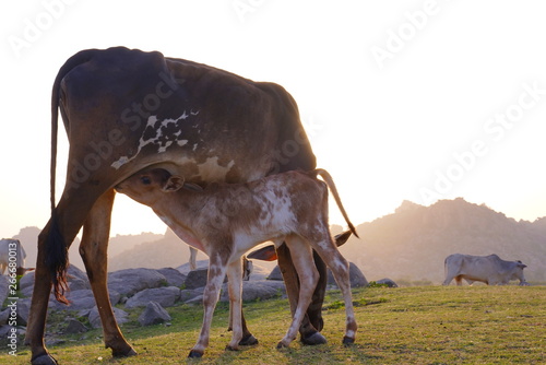 cattles near river and hill places 