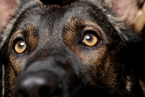 Close portrait of an adorable German Shepherd dog looking curiously