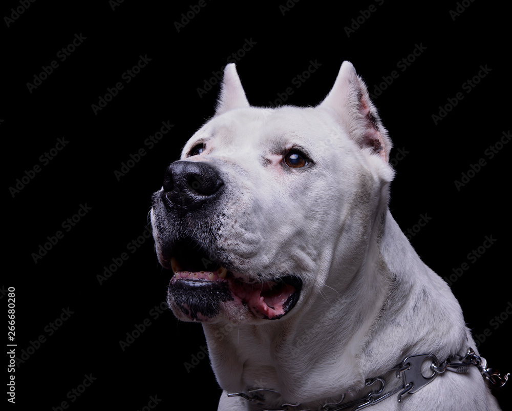 Portrait of an adorable Dogo Argentino looking up curiously