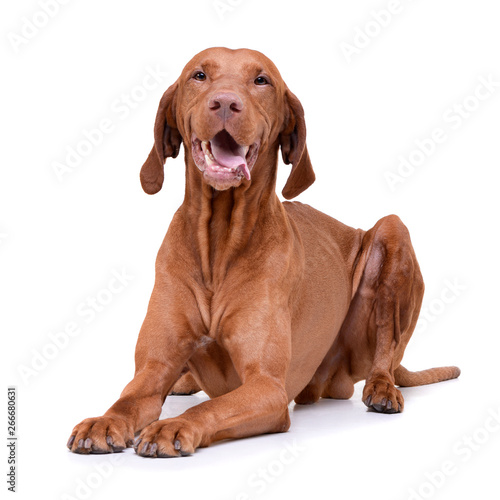 Studio shot of an adorable magyar vizsla looking satisfied