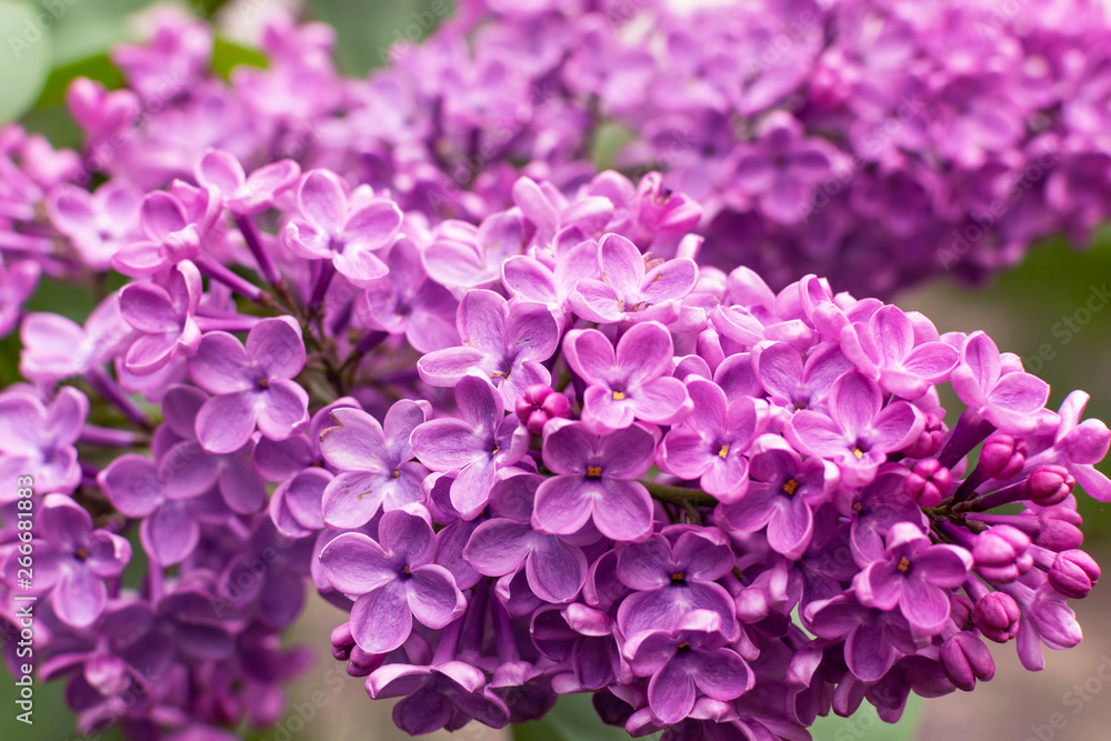 Beautiful blooming violet lilac flower in a garden closeup. Lilac spring flowers bunch. Spring blossom. Beautiful blooming violet lilac flower in a garden closeup. Lilac spring flowers bunch. Spring blossom.