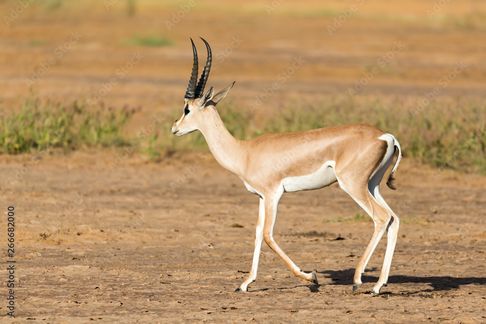 A Grant Gazelle stands in the middle of the grassy landscape of Kenya A Grant Gazelle stands in the middle of the grassy landscape of Kenya