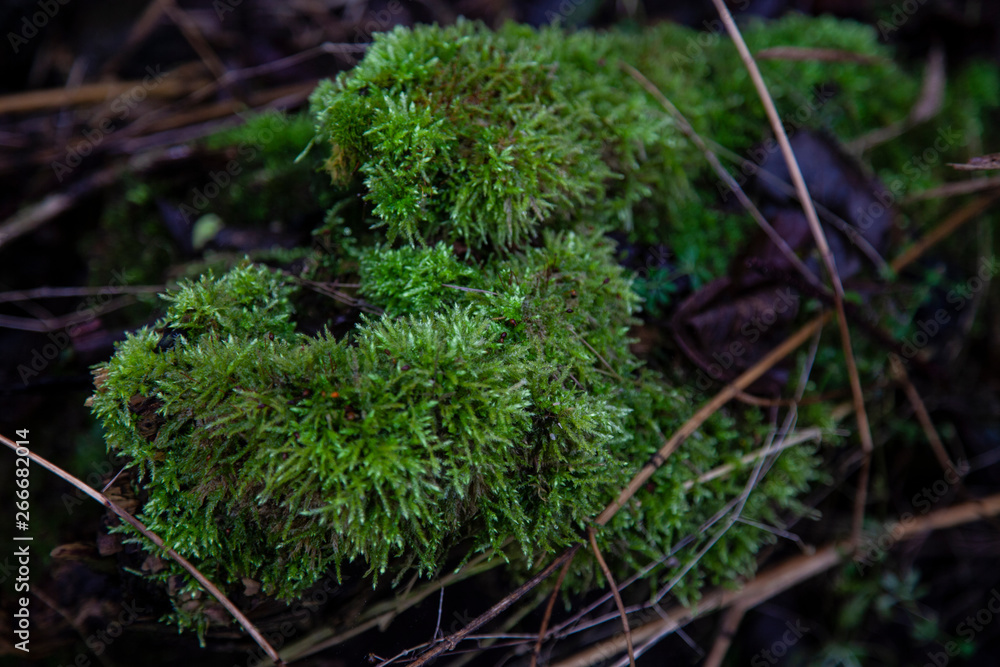 beautiful green moss growing on a tree beautiful green moss growing on a tree